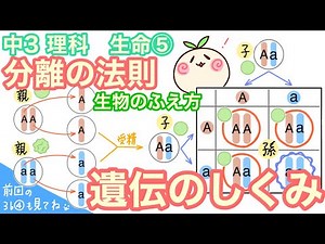 【中3理科b5】遺伝のしくみ・分離の法則【AA：Aa：aa＝１：２：１、丸：しわ＝３：１】