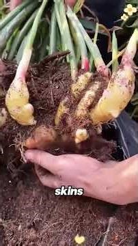 The Secret Behind China’s Revolutionary Ginger Farming method