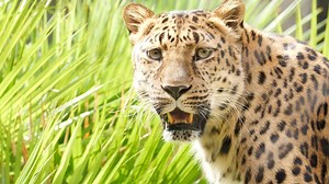 11K views · 311 reactions | We recently welcomed a one-of-a-kind animal, which is a first for us at Houston Zoo. Lisa is an Amur leopard, which is one of the rarest big cats in the world. She weighs about 100 pounds and is very trainer-focused, so she can help participate in her own medical care as she gets older. Hear more about her from Carnivore Keeper Emilie. | Houston Zoo | Facebook