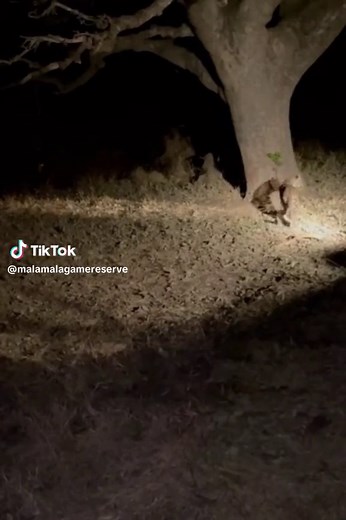 Caracal Cat vs Leopard: Intense Safari Encounter