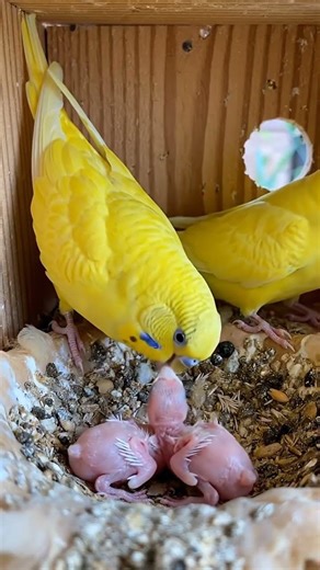 Beautiful yellow budgies parrot pair feeding their cheaks in the nest #birds #parrot #viral