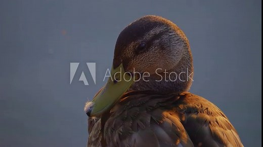 Duck Close-up. Bird swims in the lake, river. River Mallard Duck. Duck in slow motion.