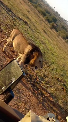 African Lion Communication: Roars, Growls & Visual Signals