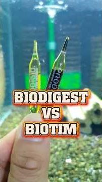 Vi sinh cycle cho hồ tép sula cực mạnh biodigest vs biotim