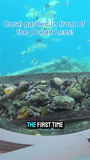 Apparently we really build relationships with the fish in front of the Ocean Lens... #curacao #thingstodocur #rightnowincuracao