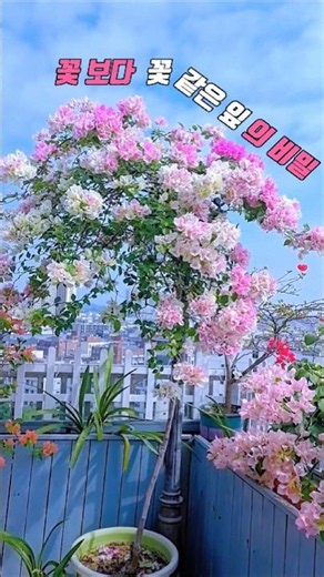 🌺올 여름 가장 휴양지 감성 끝판왕 식물#플랜테리어 #베란다정원 #꽃화분 #휴양지감성 #산토리니감성 #홈가드닝 #식집사 #반려식물 #꽃나무 #인테리어식물#베란다인테리어 #정원꾸미기