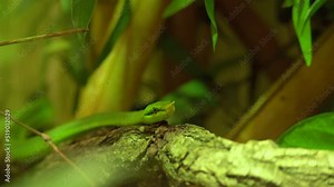 Close up of The rhinoceros ratsnake aka Gonyosoma boulengeri crawling on a tree also called as rhino rat snake and Vietnamese longnose is a species of nonvenomous in the family Colubridae