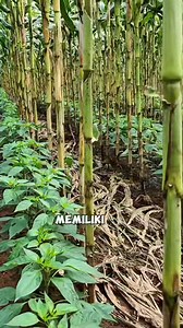 Teknik Menanam Cabai Yang Luar biasa😁#tumpangsari #tipsberkebun #trikpintar #berkebun #fyp | Berkebun