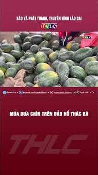 Lao Cai: Watermelon harvest season on the islands of Thac Ba Lake | THLC