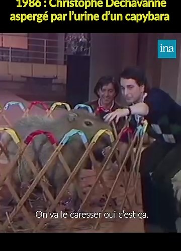 Christophe Dechavanne et le capybara : une rencontre culte 😅 | INA