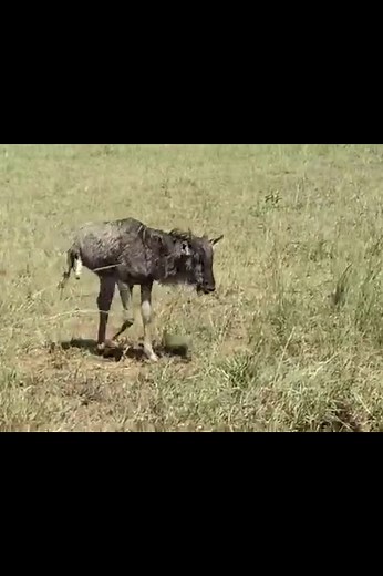 213K views · 1.3K reactions | She was born deformed and still belongs to the amazing migrant team that doesn't try to give up | Animals TV | Facebook