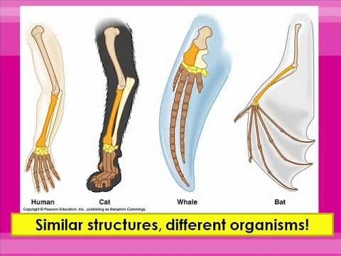 Homologous and Vestigial Structures
