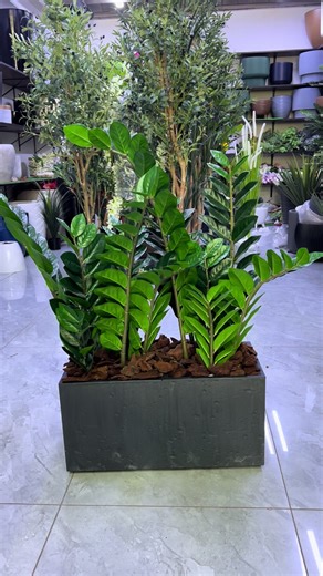 Natural vs Artificial Plants: Which to Choose?