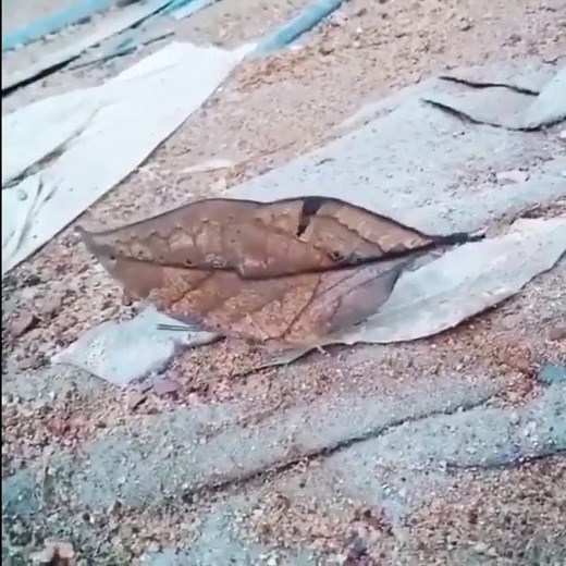 The dead leaf butterfly (Kallima inachus) is a master of beauty and disguise. The species is found from India to tropical Asia and Japan. | Center for Biological Diversity