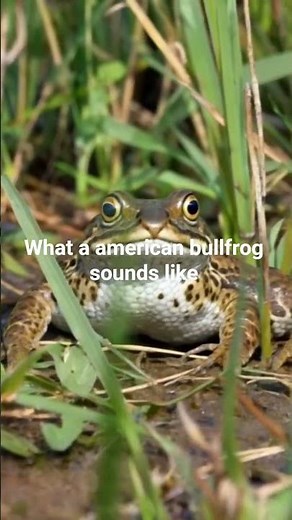 What a american bullfrog sounds like