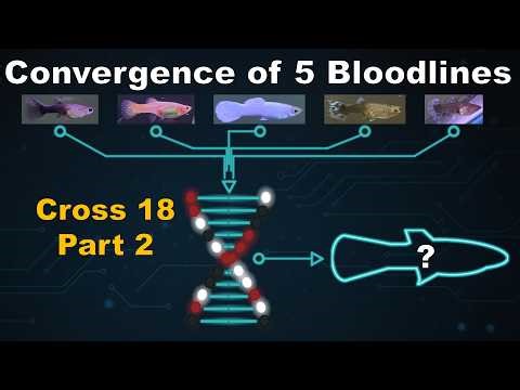 Cross 18 Part 2 - Folding 5 Guppy Bloodlines into One Strain, The Major Convergence Milestone