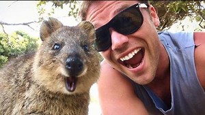 How Federer's quokka selfie sparked a WA tourism rush