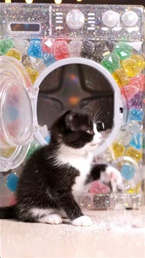 Kittens Love Every Challenge! 😽💛#cat #cats #asmr #fyp #viral #cute #usa #meow #SatisfyMotionAI