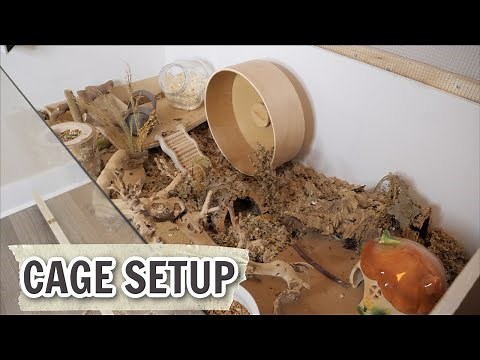 Who is this enclosure for? | Hamster cage setup!