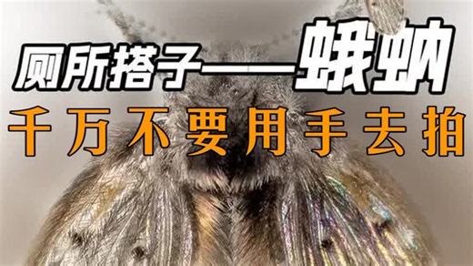 卫生间这种小黑虫，千万别拍！有人一拍永久失去眼睛！ #科普 #蛾蚋