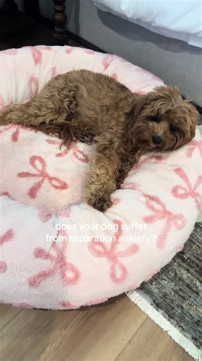 Calming Donut Dog Bed for Anxious Small Dogs