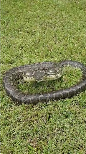 Large Python Attacks Queensland Snake Catcher