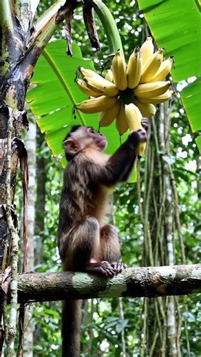 monkey break banana fror tree #aivideo#ai#monkey