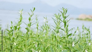 Sesame (Sesamum indicum) is a oil plant in the genus Sesamum, also called benne. cultivated for its edible seeds.