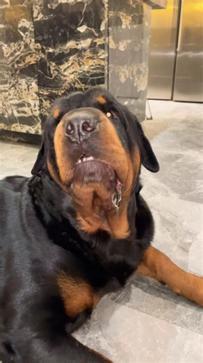 Lazy Howling 🤣 #shorts #trending #viralvideos #video #fypシ #reels #short #pets