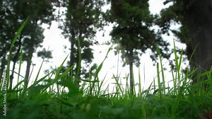 Hurricane. Palm trees flutter in the wind and rain as a hurricane approaches the coast of a tropical island. Destructive elements, tornadoes, cataclysms