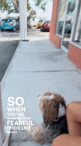 2.9K views · 82 reactions | As dog trainers specializing in fearful,...