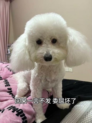 Bichon Frise Grooming Tips: Perfect Pups in 5 Steps