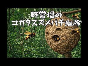 栗東市でスズメバチ駆除 - 足場なしの森の奥！気づかず近づくと大惨事になる巨大巣！ Hornet Nest Removal