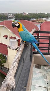 Free Flying Macaws on a fine sunday #majesticwing | Myko's Aviary