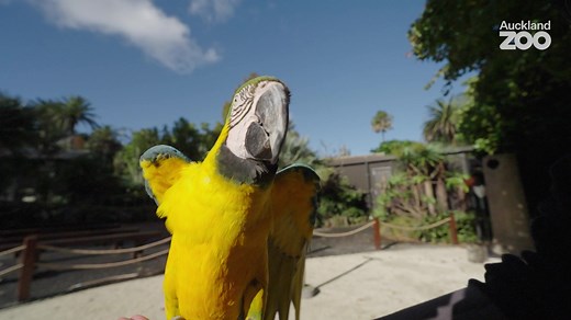 Can you see all of the vibrant colours in these majestic macaw wings? One of the world’s largest parrots, macaws are native to South and Central America and are known for their intelligence. Many parrots are long-lived and, coupled with their clever and inquisitive nature, this often means they’re not very suitable as pets. Macaws can live up to 70 years old and their intelligence can be compared to a 3-year-old toddler! They can problem-solve, display creative and logical thinking skills, and n