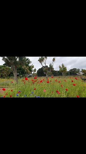 2.6K views · 63 reactions | Wild flowers at Torre Abbey, Torquay. | We Are South Devon | Facebook