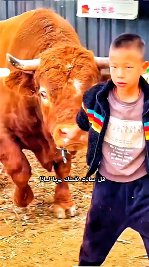 لن تصدق لماذا الأبقار أصبحت ضخمة! لن تستطيع مشاهدة هذا الفيديو