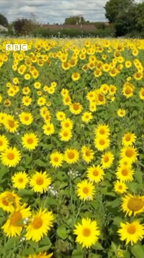 A field of sunflowers near Trerulefoot 😍 | BBC Cornwall