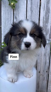 Adorable Corgi Puppies Find Their Forever Homes | Corgis of Prairie Green