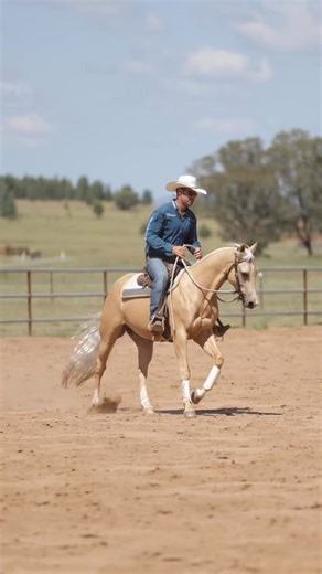 Nutrien Classic Sale 2026 🟢Lot 758 HARDSPINNING MELLO 4 year old gelding by HARDHAT HENRY out of the great mare MELLO SPIN. Had plenty of training, an excellent Classic prospect. Consigned by HJ JL RURAL CONTRACTING @jessbrazel 🎥 @cowgirlcreativeco #campdrafting #cowhorse #horsesale #palomino | Rob Leach Equine