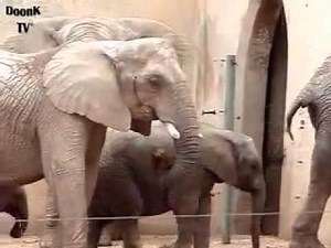 Elephant Eats Another Elephants Poop!