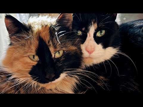 Restraint-free pregnant farm cat ultrasounds!