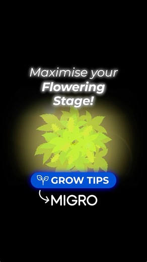 Optimise your grow light intensity in flower