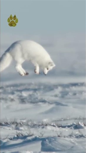 This Jump Decides Life or Death 🦊❄️ | Subscribe to @UltimateNatureDocs | #shorts