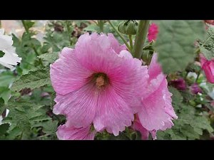 Grow Hollyhocks from Seeds - Growing Guide