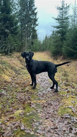 To learn to read energies, you need to learn yourself to know on a deep level. When we do, we learn to understand different frequencies. What is truth and what is a lie. We all lie to ourselves, without even knowing it, because its unconscious programming. But when we dive into this treasure landscape, we start to unpack things. In a rhythm that fits we’re we are at, at that moment. The more we unpack, the faster this process goes. How to start? By ‘listening’ to the feedback from your surroundi