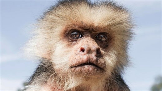 18K views · 1K reactions | The surprising life of retired Hollywood monkey We interviewed Animal Tracks, Inc. for this video produced exclusively by GeoBeats. | GeoBeats Animals | Facebook