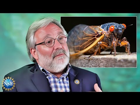 Rare Cicada Emergence [Double Brood] | EXPLAINED | Biologist Allen Moore