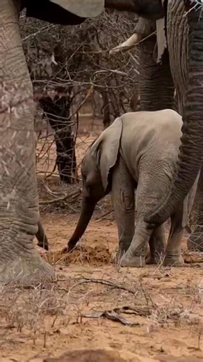 Baby elephants eat their mother's poop to obtain essential digestive bacteria they lack at birth. This practice, known as coprophagy, helps them establish a healthy gut flora needed to digest plant matter. Did you know??? 💩🐘 #elephants #elephant #gamedrivesafari #saveelephants #elephantlove #babyelephant #elephantbaby #elephantconservation #elephantsafari #gamedrives #adventure #bigfivesafari | Wildfriends Africa