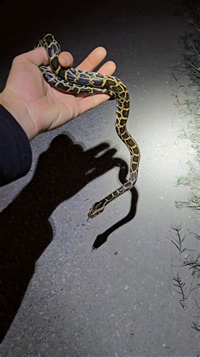 Baby Burmese Python! #python #snake #wildlife #florida #nature